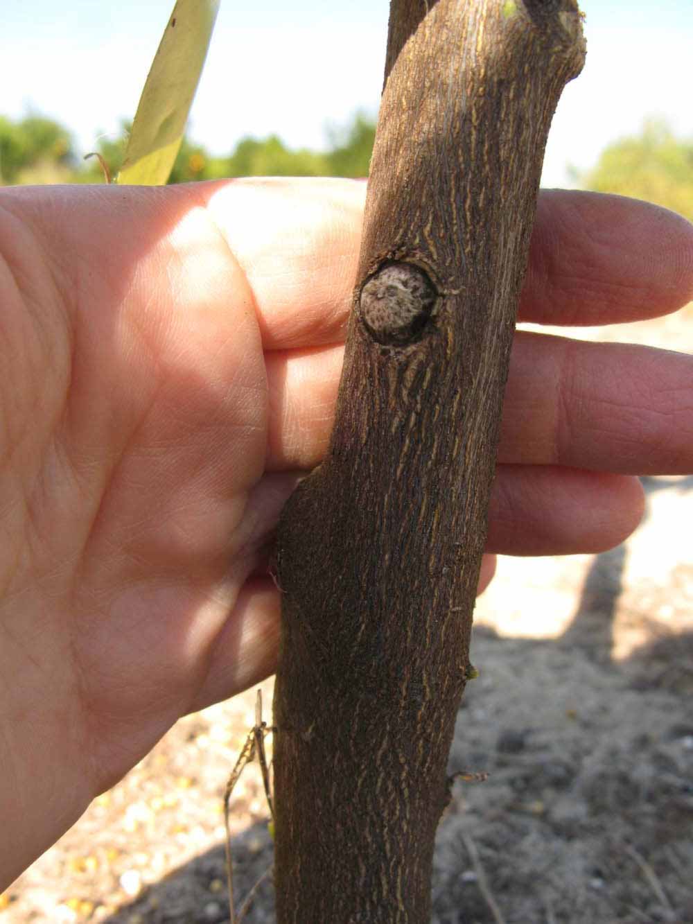              Bark (Winter Haven, FL)       